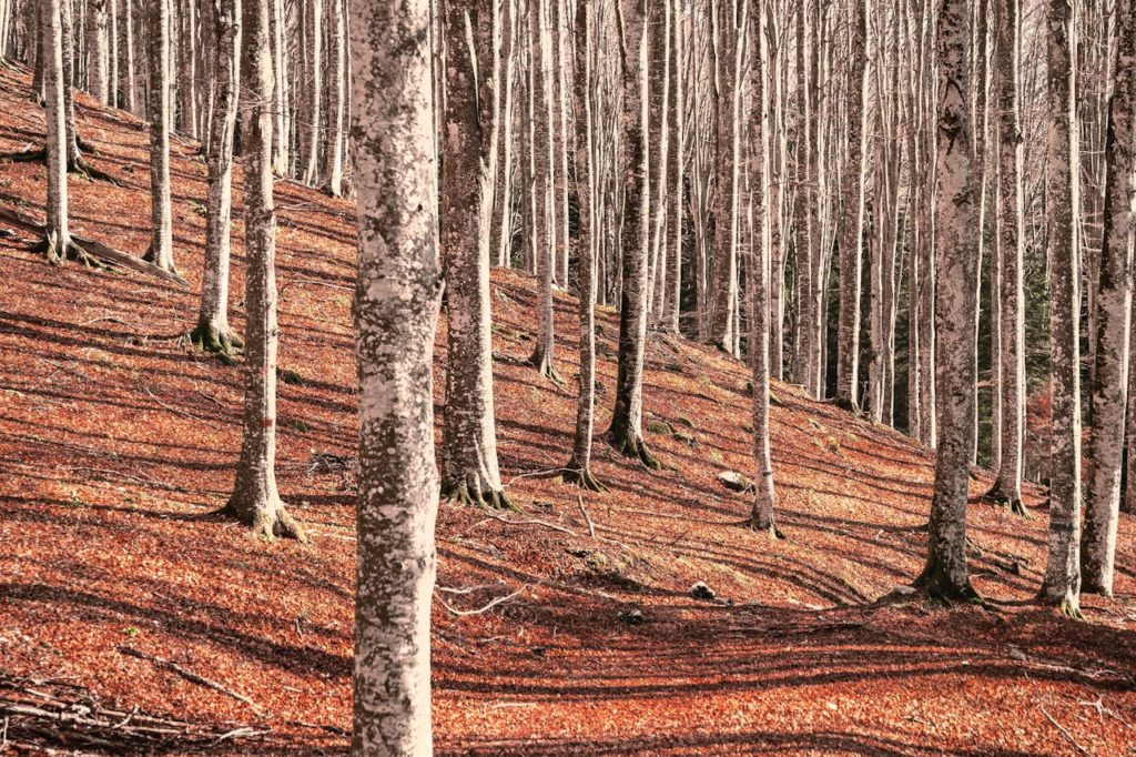 qué es la bioingeniería del paisaje