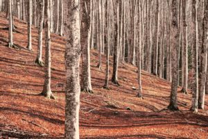 qué es la bioingeniería del paisaje