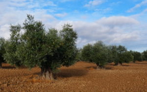 control de la erosión en el olivar