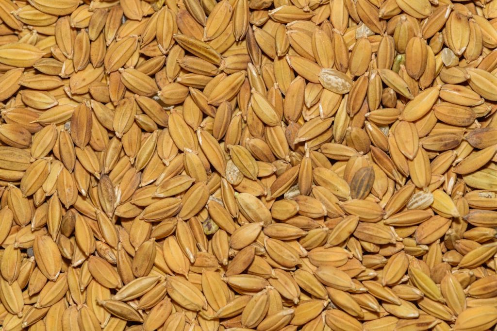 mulch de arroz para hidrosiembra